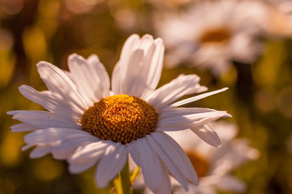 Similar wall art painting: 635613