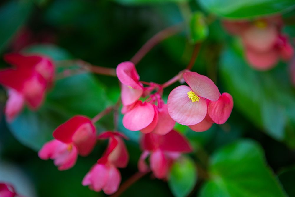 Wall Art Painting id:640114, Name: Delicate Petals, Artist: Matheson, Aaron