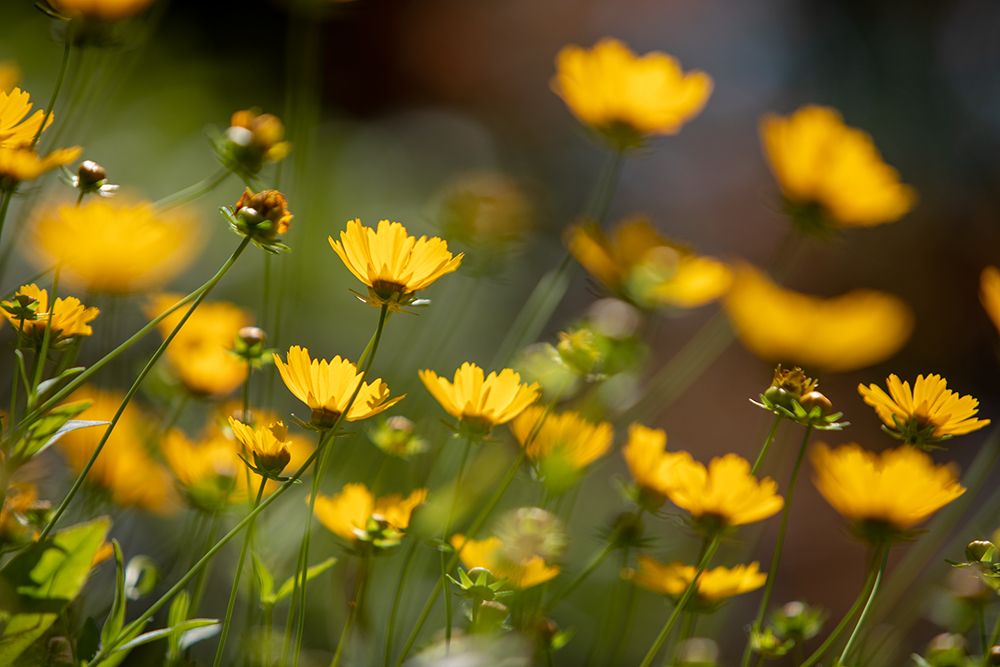 Wall Art Painting id:675138, Name: Buttercups, Artist: Matheson, Aaron