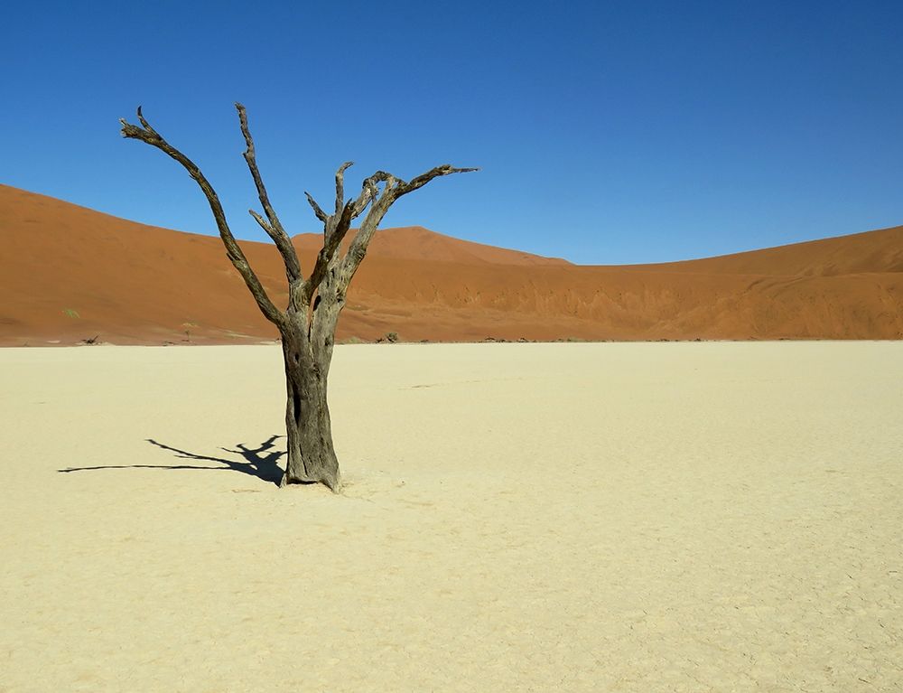 Wall Art Painting id:281548, Name: Sand Dunes Dry tree desert , Artist: Archivio