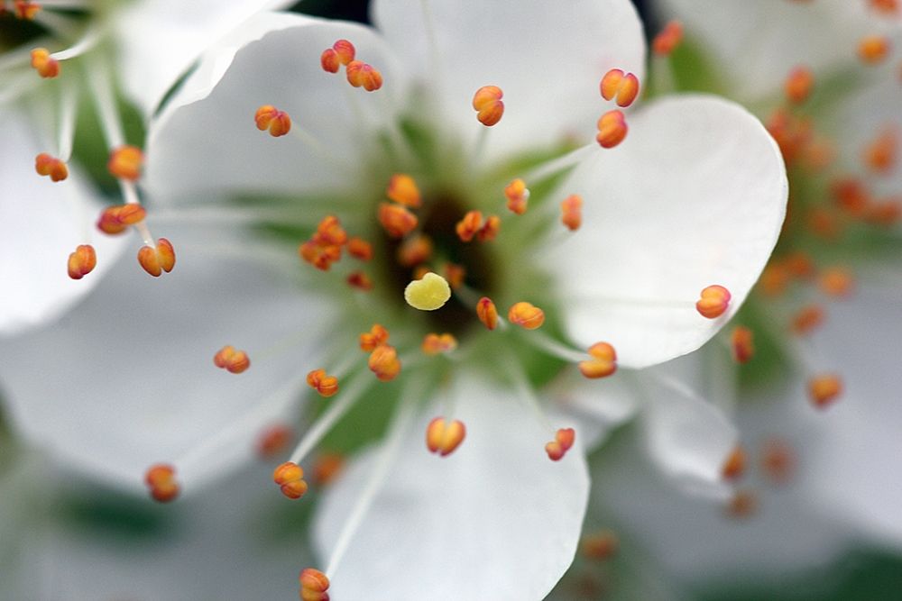 Wall Art Painting id:195420, Name: Enchanting White Flower with orange corolla, Artist: Giovanni, Saiu