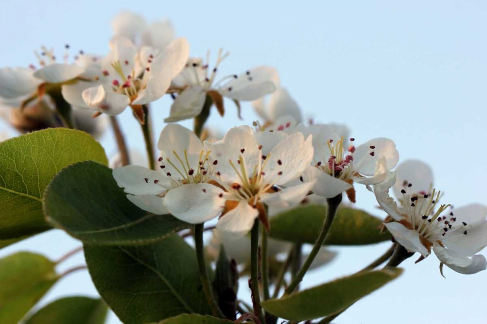 Wall Art Painting id:172325, Name: Enchanting pear flowers, Artist: Giovanni, Saiu