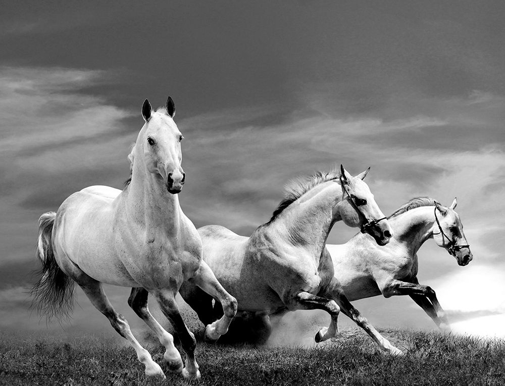 Wall Art Painting id:240358, Name: White Stallions, Artist: Anonymous