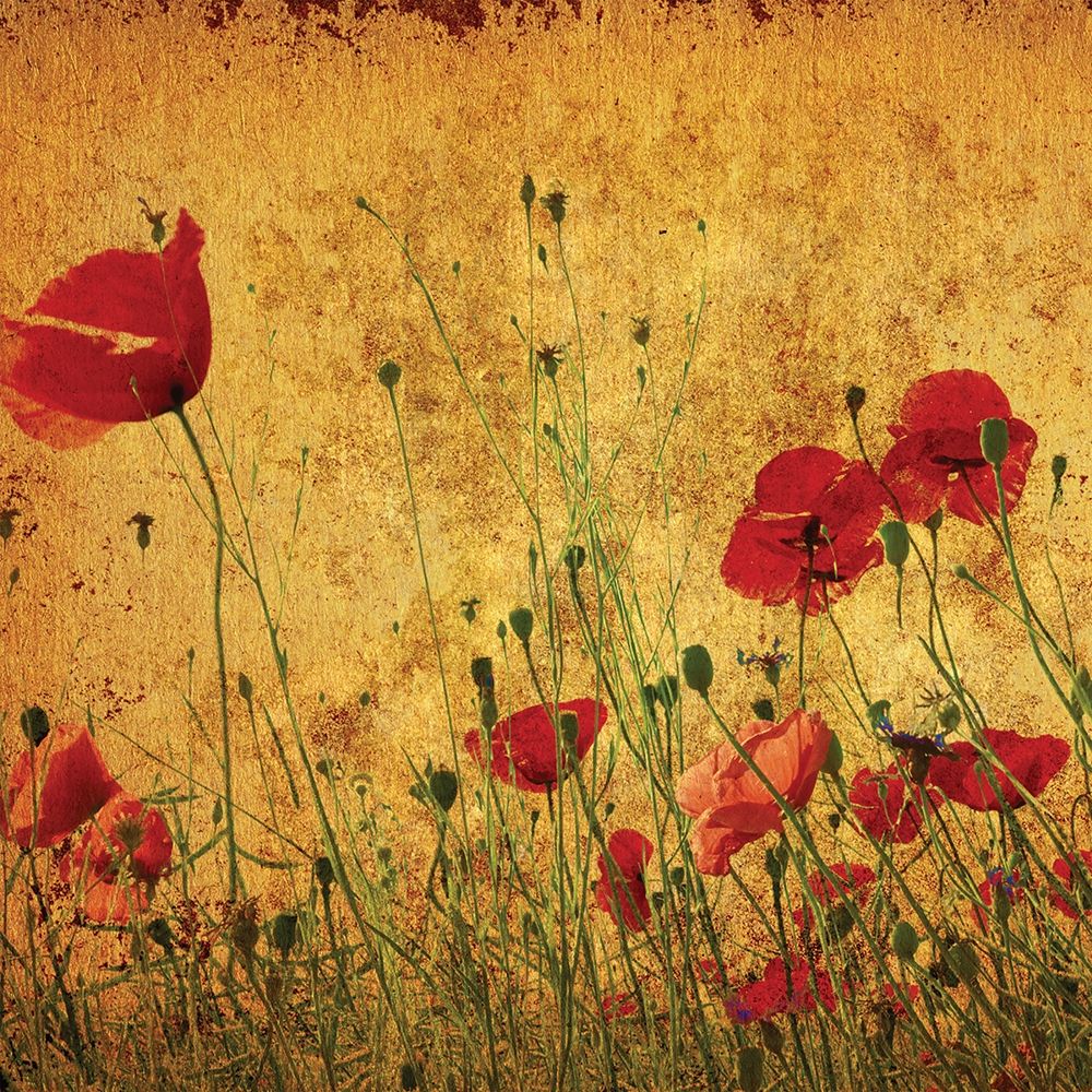 Wall Art Painting id:311221, Name: Field of Poppies, Artist: Anonymous