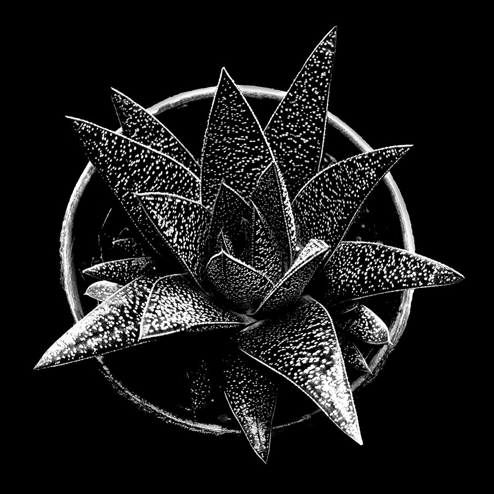 Wall Art Painting id:311346, Name: Black and White Succulent , Artist: Graciet, Stephane
