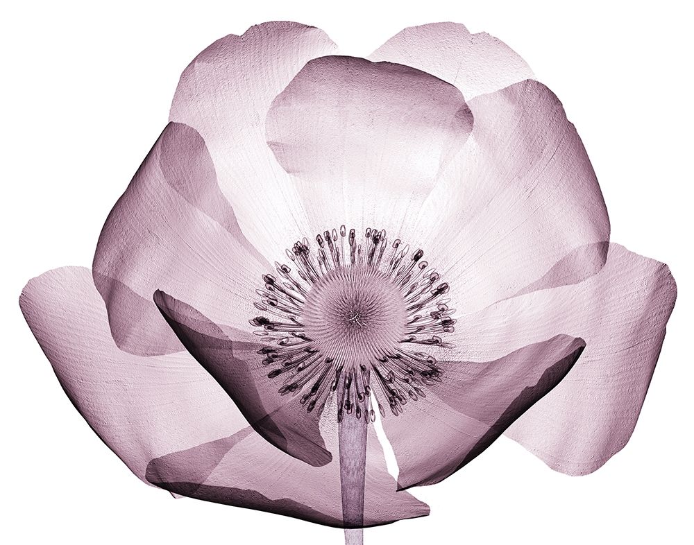 Wall Art Painting id:234291, Name: Translucent Lavender Poppy, Artist: Anonymous