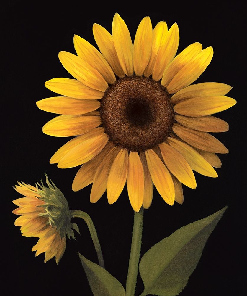 Wall Art Painting id:336918, Name: Sunflower II, Artist: Unknown
