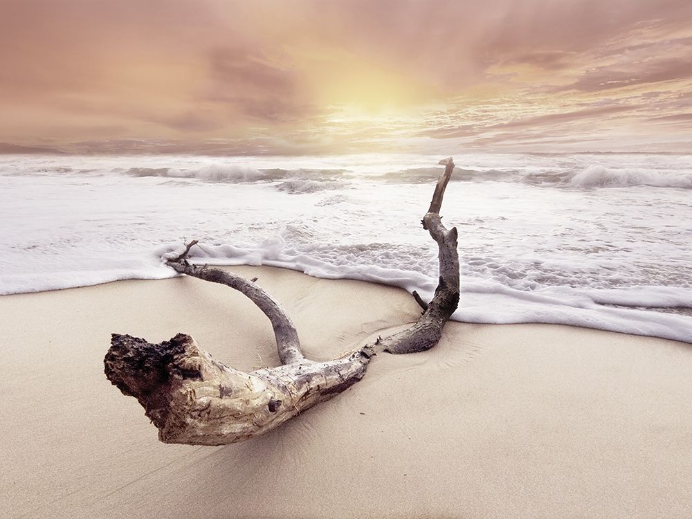 Wall Art Painting id:307127, Name: Driftwood on beach, Artist: BRAUN Studio