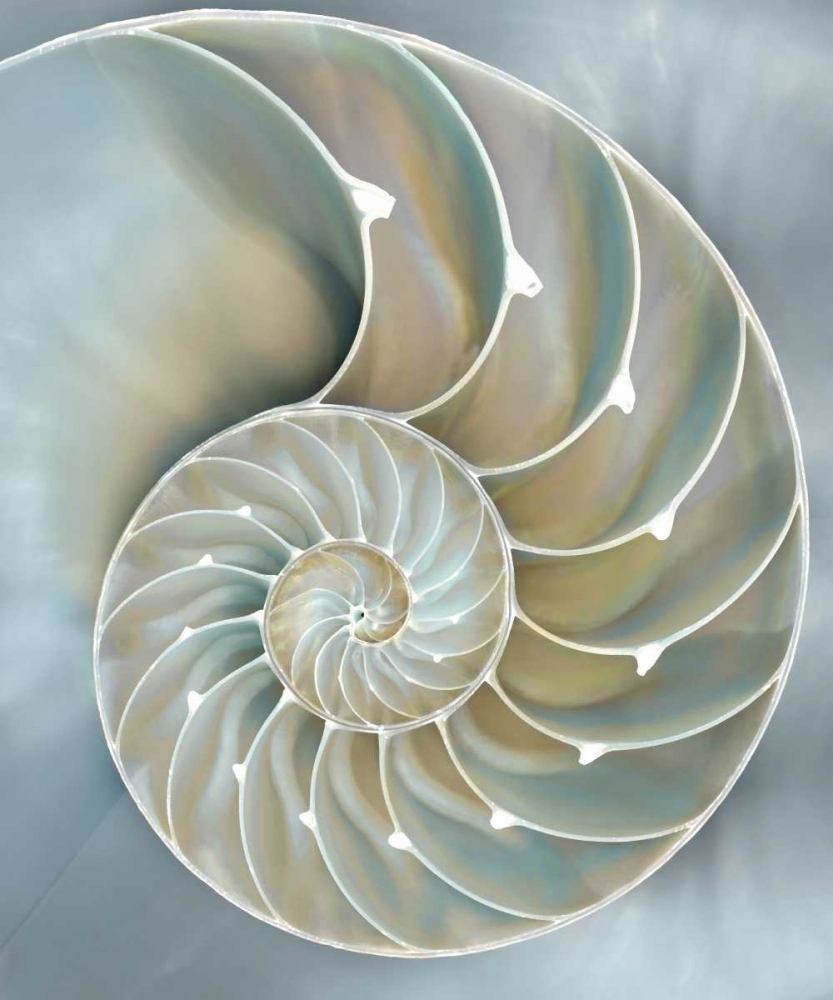 Art Print: Nautilus in Blue II