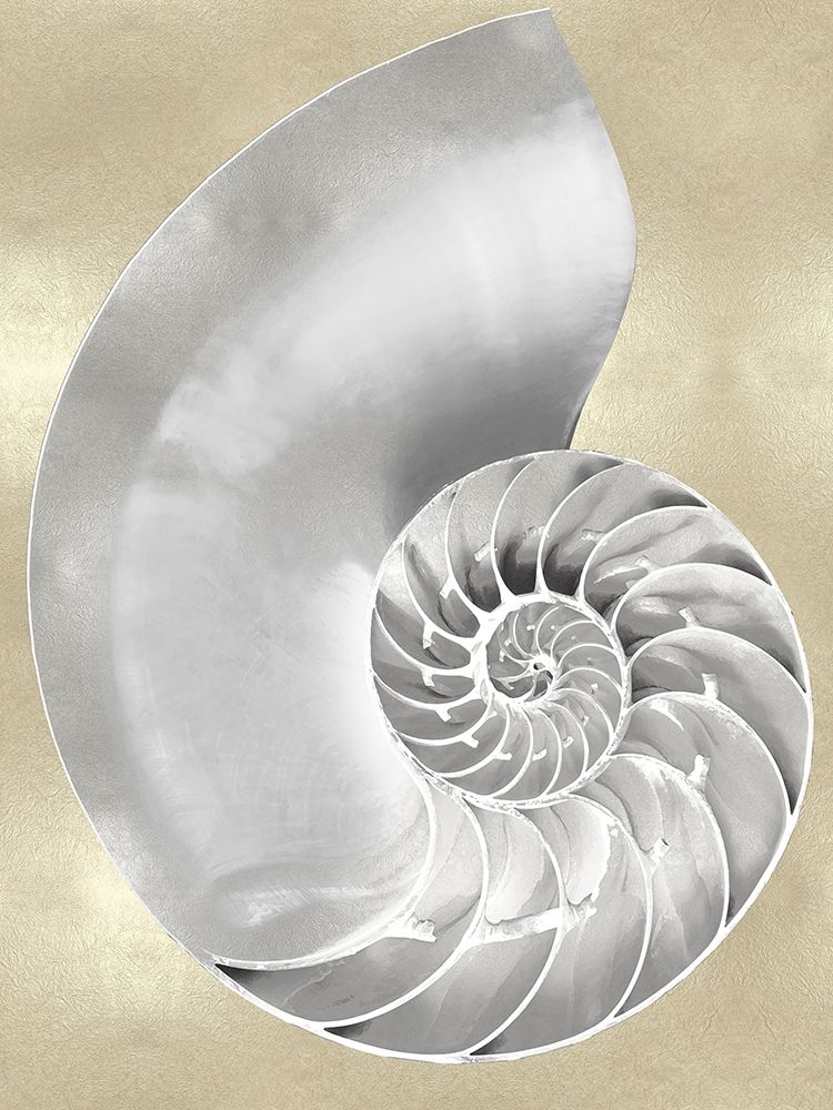 Wall Art Painting id:324919, Name: Silver Pearl Shell on Gold II, Artist: Kelly, Caroline