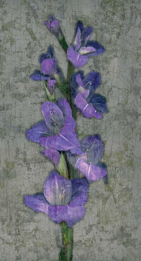 Wall Art Painting id:316323, Name: Purple Gladiola, Artist: Seba, John