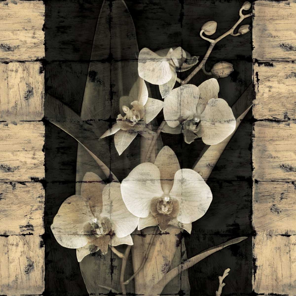 Wall Art Painting id:316349, Name: Orchids in Bloom II, Artist: Seba, John