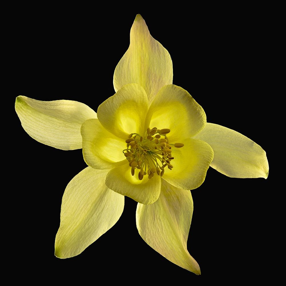 Wall Art Painting id:262992, Name: Columbine ~ Origami Yellow, Artist: Reynolds, Richard