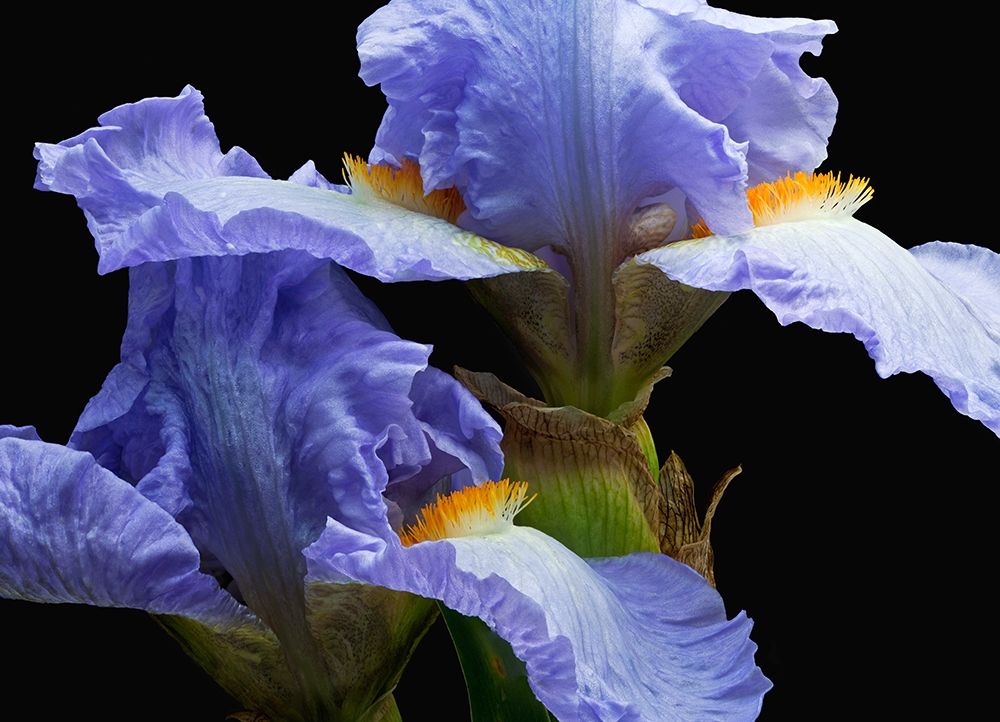 Wall Art Painting id:262949, Name: Tall Bearded Iris 3, Artist: Reynolds, Richard