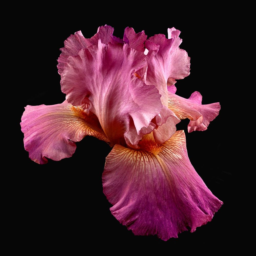 Wall Art Painting id:262948, Name: Tall Bearded Iris ~ Twice Thrilling, Artist: Reynolds, Richard