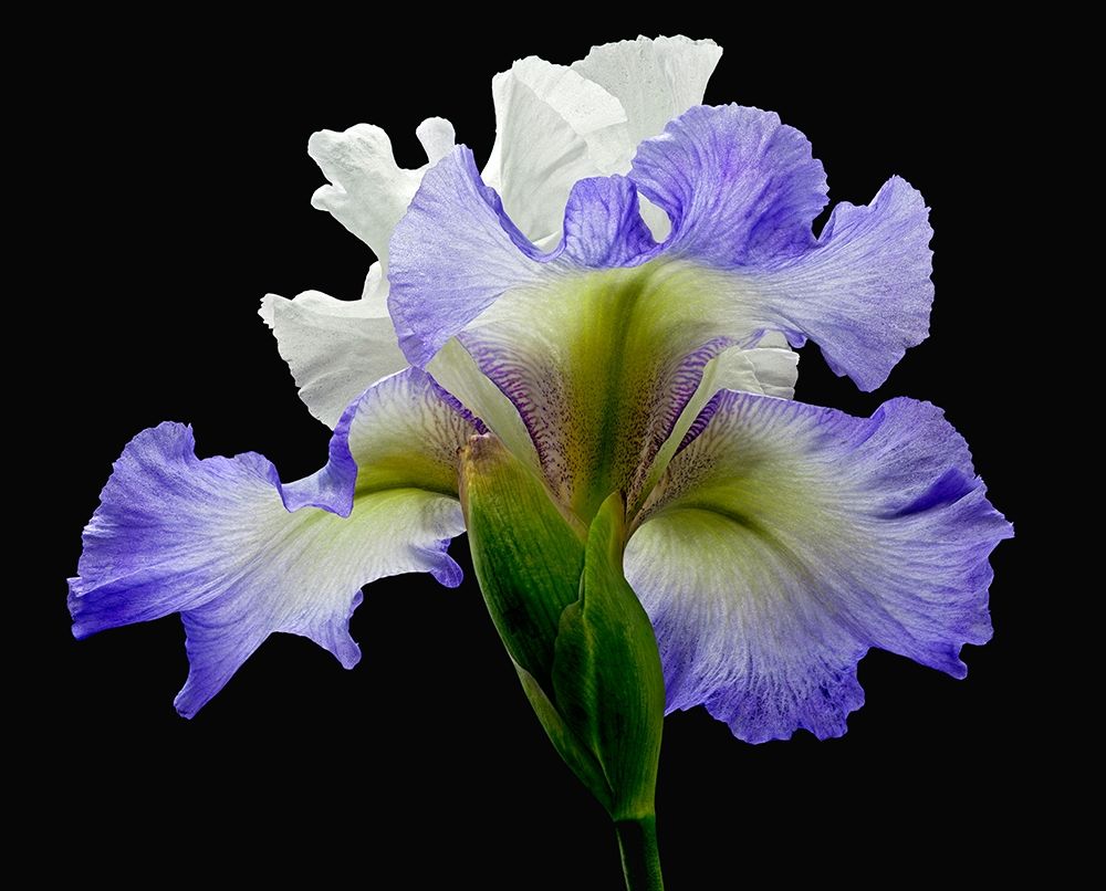 Wall Art Painting id:262943, Name: Tall Bearded Iris ~ Alizes, Artist: Reynolds, Richard