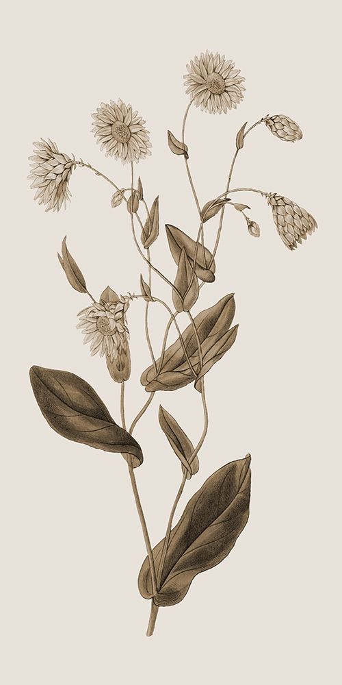 Wall Art Painting id:306152, Name: Toned Botanical, Artist: Phillip, Jamie