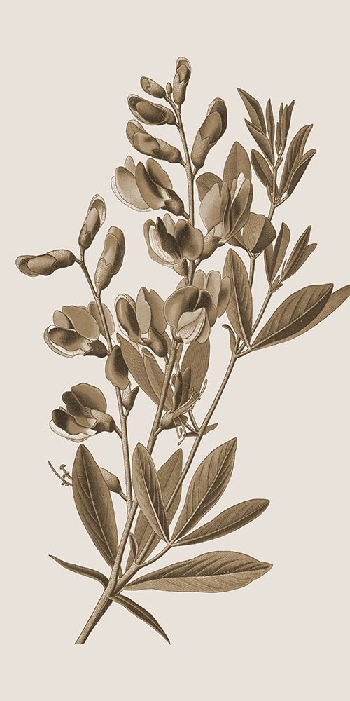 Wall Art Painting id:306153, Name: Toned Botanical 2, Artist: Phillip, Jamie