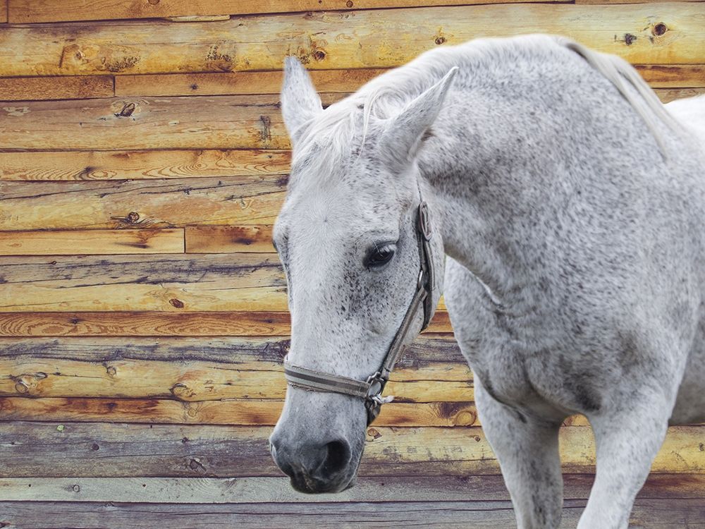 Wall Art Painting id:306260, Name: Barn Horse, Artist: Phillip, Jamie