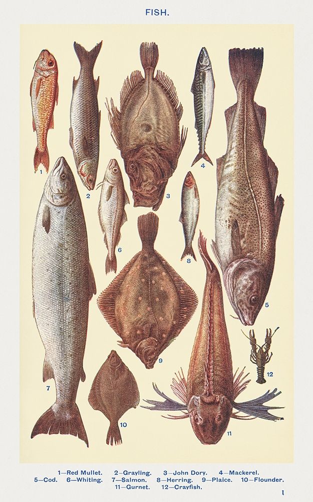 Wall Art Painting id:360541, Name: Fish I, Artist: Mrs. Beetons Book of Household Management