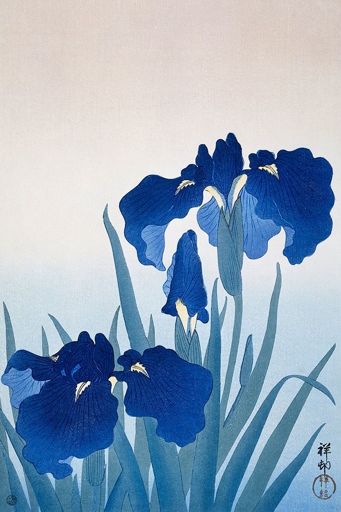 Art Print: Iris flowers