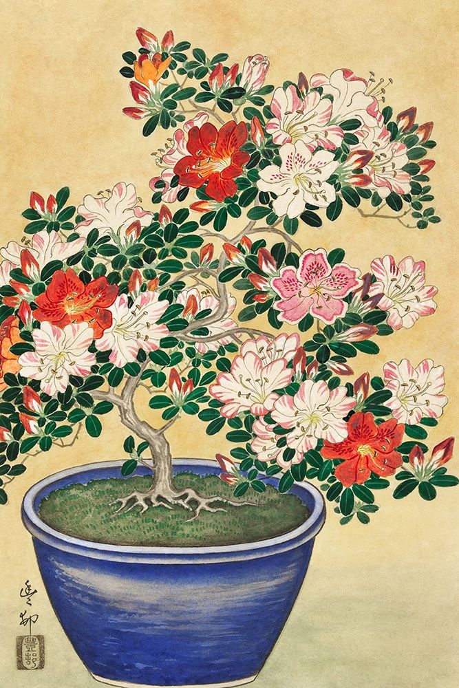 Art Print: Blooming azalea in blue pot