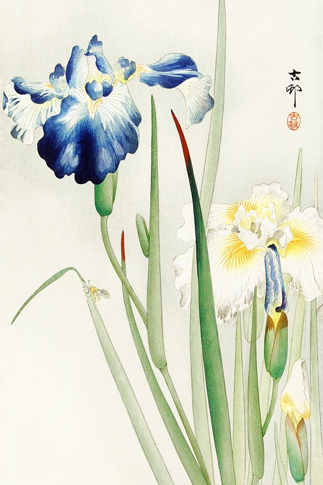 Art Print: Irises