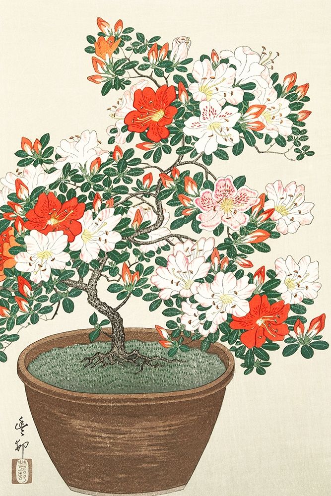 Art Print: Blooming azalea in brown pot