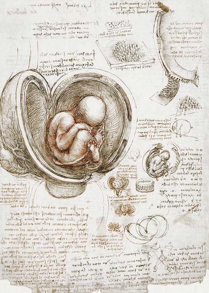 Wall Art Painting id:434128, Name: Studies of the Foetus in the Womb, Artist: da Vinci, Leonardo