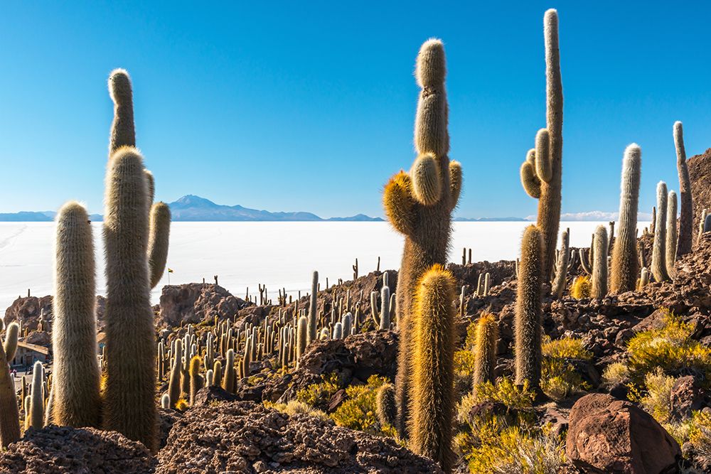 Wall Art Painting id:646342, Name: Cactus Island, Artist: Silver, Richard