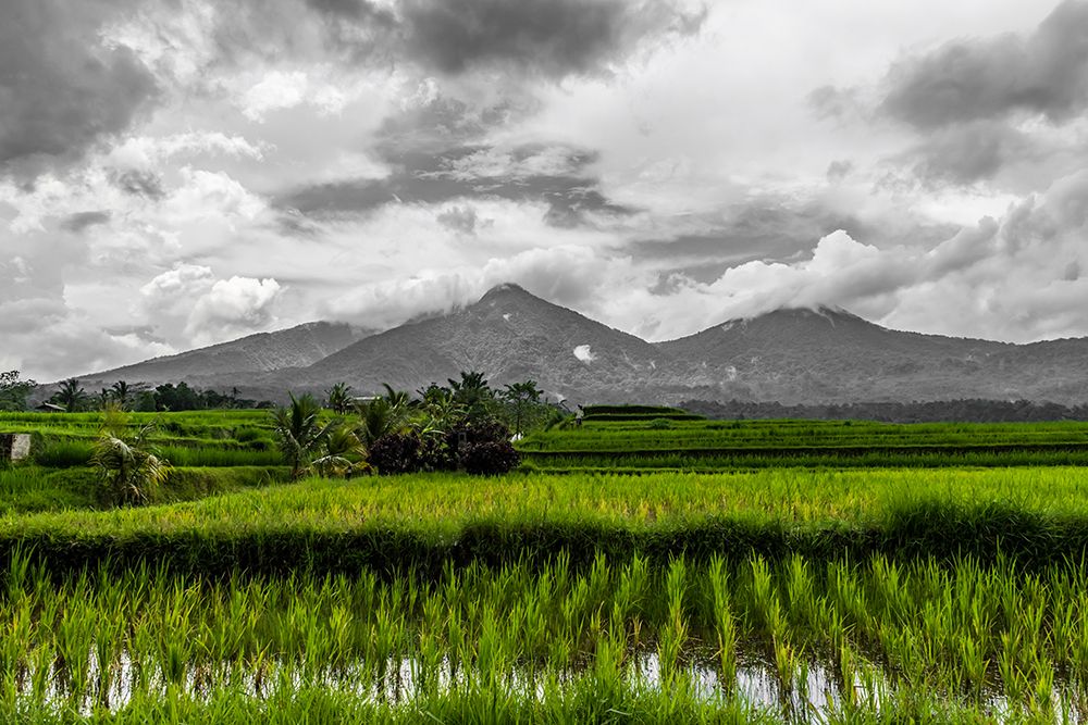 Wall Art Painting id:646427, Name: Bali Rice Fields, Artist: Silver, Richard