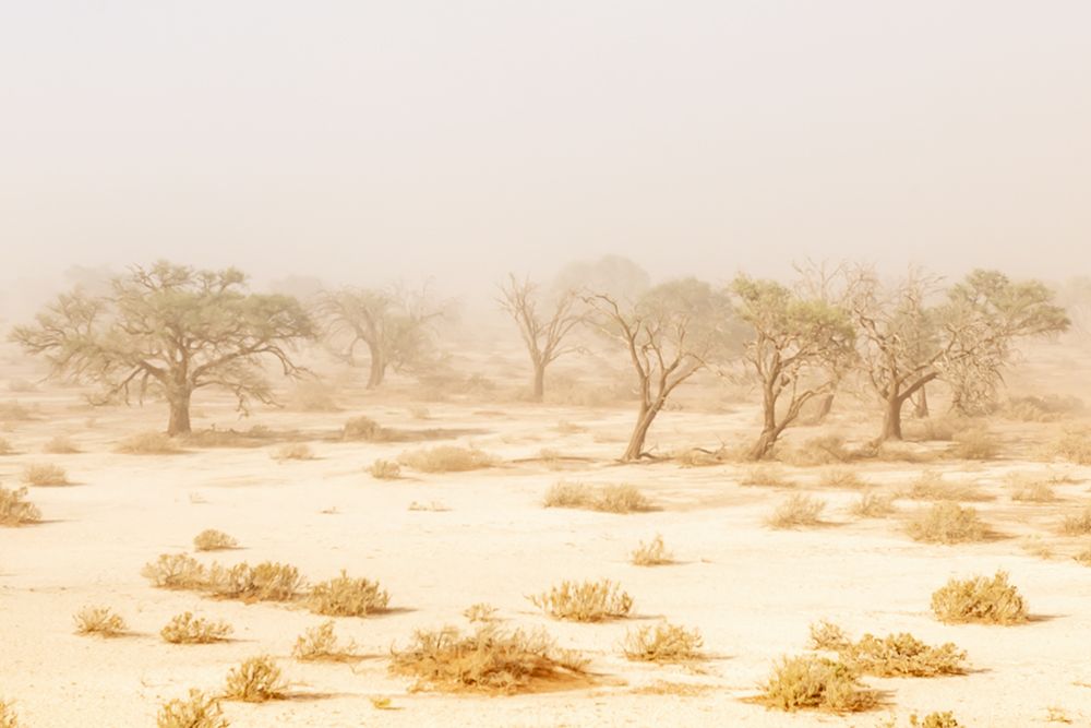 Wall Art Painting id:646534, Name: Namibia Dust Storm, Artist: Silver, Richard