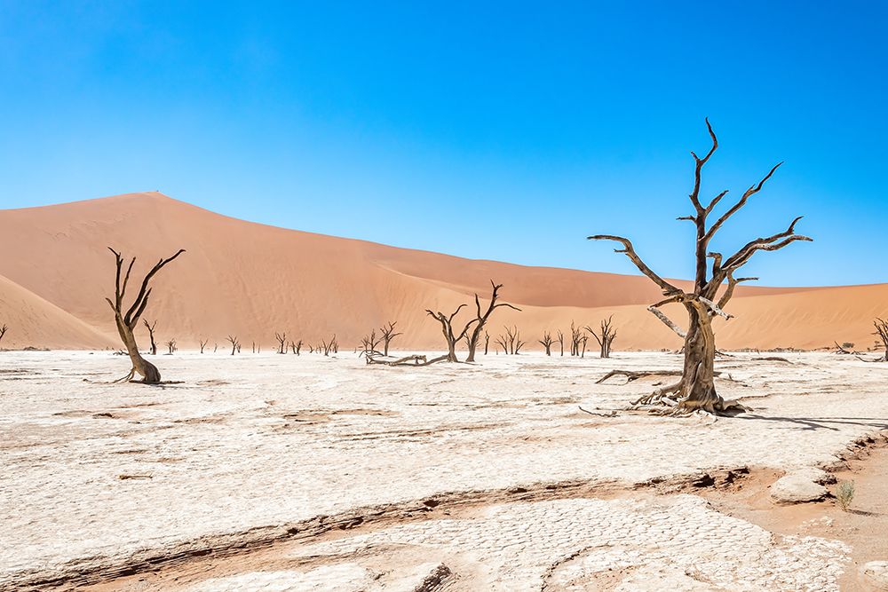 Wall Art Painting id:646535, Name: Namibian Dead Trees 1, Artist: Silver, Richard