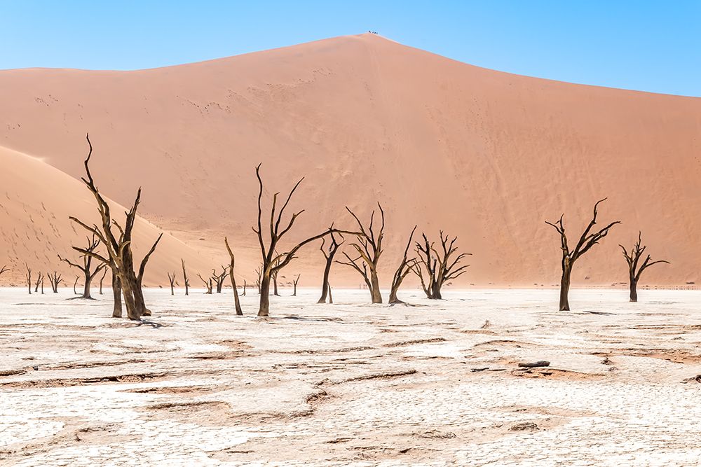 Wall Art Painting id:646536, Name: Namibian Dead Trees 2, Artist: Silver, Richard