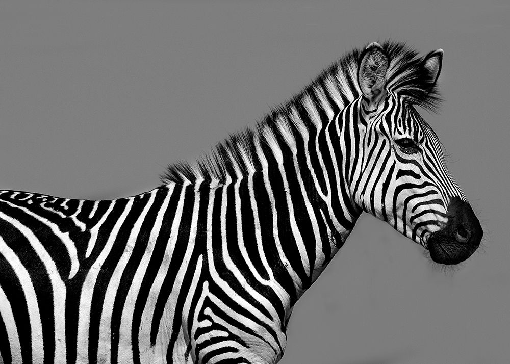 Similar wall art painting: 371774