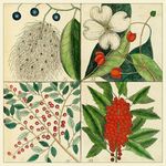 Botanical Category