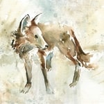 Wildlife Category