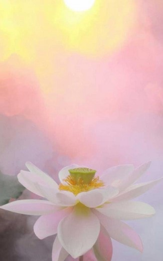 Lotus Paintings